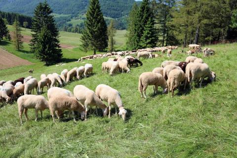 moutons dans les pyrénées