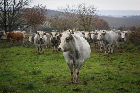 vache gasconne des pyrenees