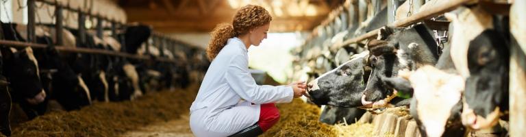 Jeune vétérinaire examinant une vache dans une étable