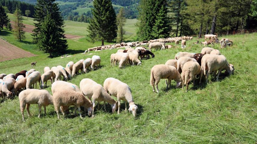 moutons dans les pyrénées