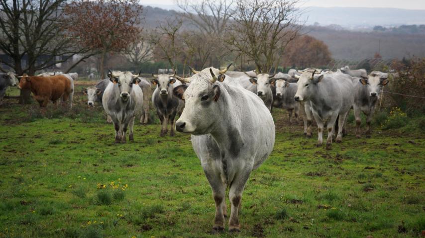 vache gasconne des pyrenees
